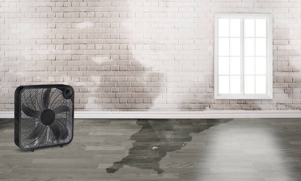 Best Fire Damage Restoration  in Mount Shasta, CA